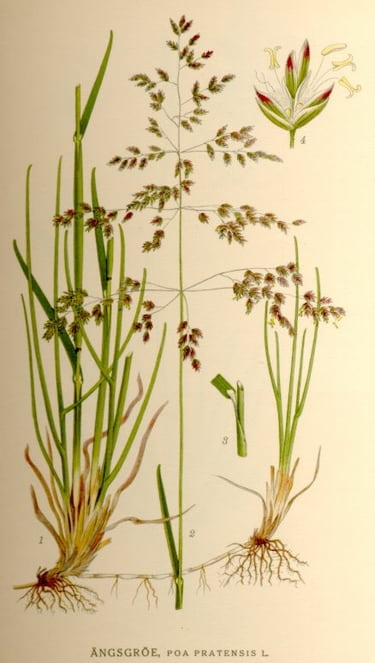 Robin Wall Kimmerer, Geflochtenes Süßgras, Poa pratensis