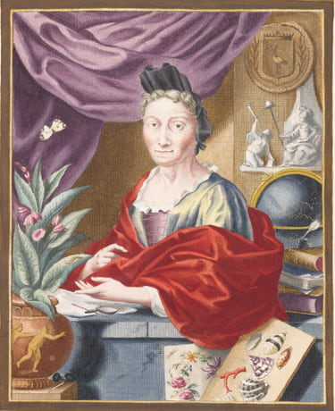 Maria Sibylla Merian, Portrait