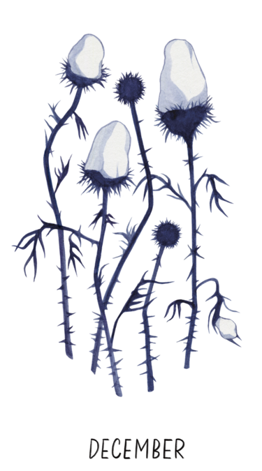 Illustration aus Josephine Johnson, ein Jahr in der Natur. Dargestellt werden winterlich anmutende Blumen
