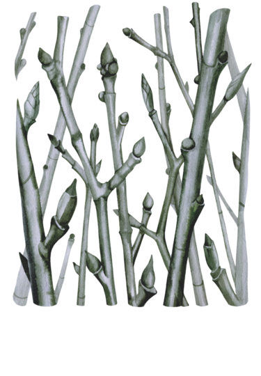 Illustration aus Josephine Johnson, ein Jahr in der Natur. Dargestellt werden winterliche, kahle Äste