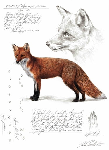 Josef Reichholf, Illustration Rotfuchs