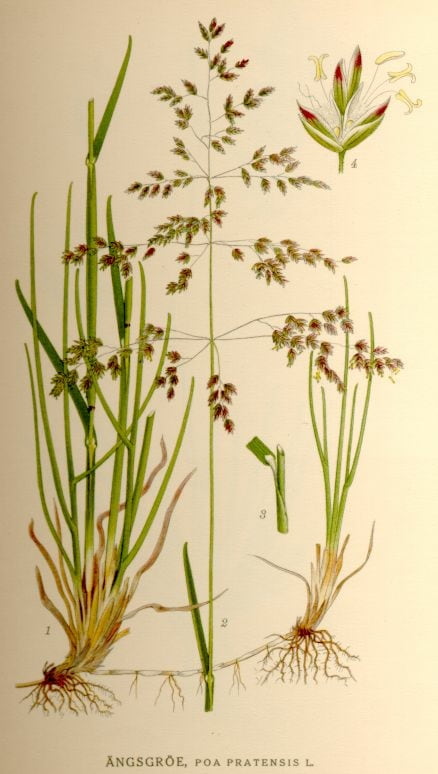 Robin Wall Kimmerer, Geflochtenes Süßgras, Poa pratensis