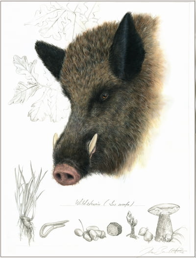 Wildschwein