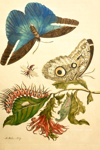 Zeichnung aus »Metamorphosis Insectorum Surinamensium«
