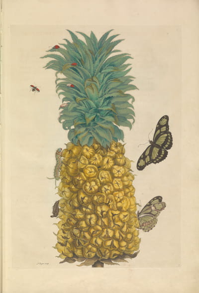 Zeichnung aus »Metamorphosis Insectorum Surinamensium« 