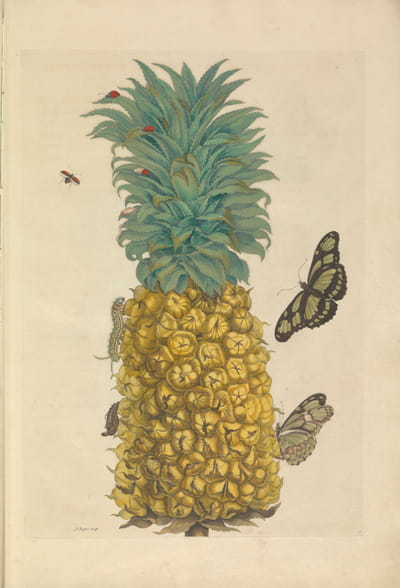 Zeichnung aus »Metamorphosis Insectorum Surinamensium«