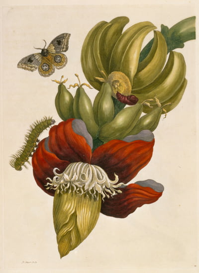 Zeichnung aus »Metamorphosis Insectorum Surinamensium« 