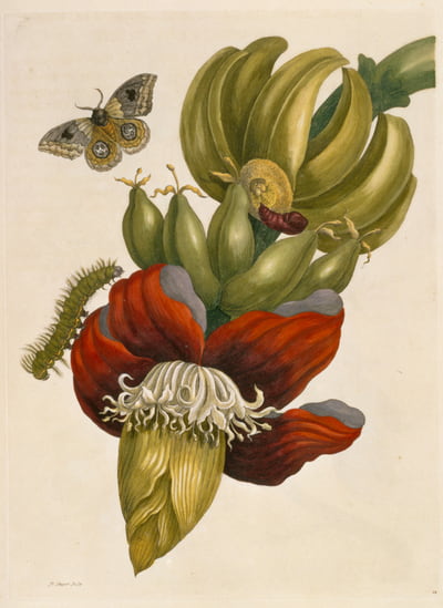 Zeichnung aus »Metamorphosis Insectorum Surinamensium«