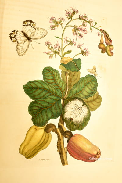 Zeichnung aus »Metamorphosis Insectorum Surinamensium«