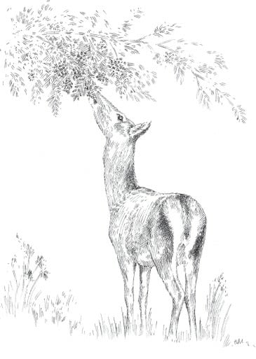 Illu 3