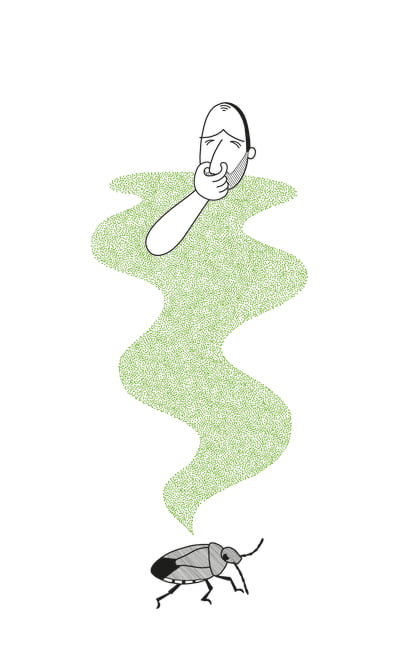 Die Stinkwanze