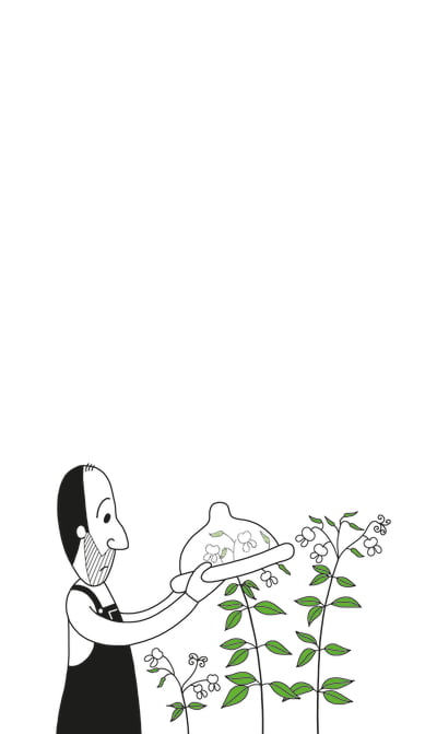 Springkraut